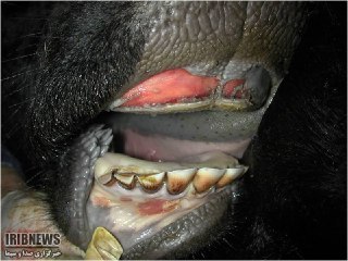 ورود دام به خراسان جنوبی ممنوع شد