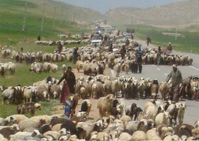 15 اردیبهشت زمان رسمی کوچ عشایر کهگیلویه وبویراحمد