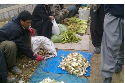 هشدار درباره برداشت بی رویه ازگیاهان کوهی