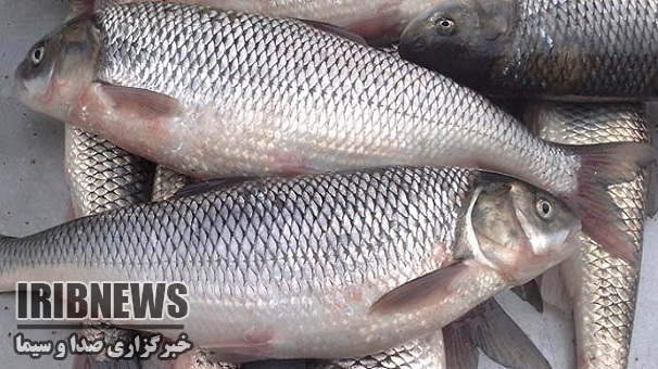 کشف ماهیان غیر قابل مصرف در زنجان