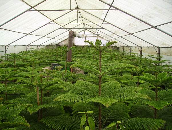 بررسی ظرفیت های تولید و صادرات گیاهان زینتی شمال