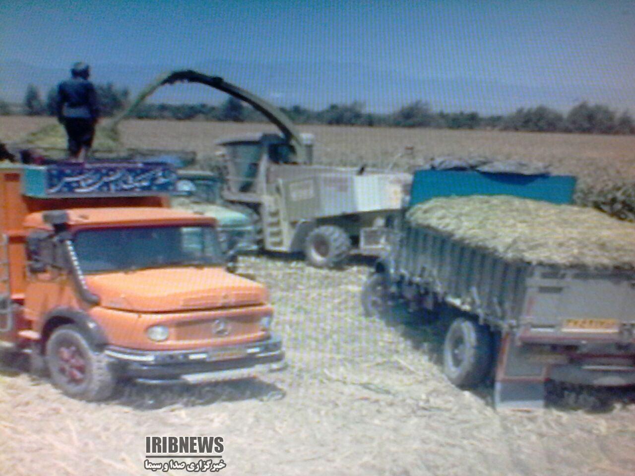 آغاز برداشت ذرت علوفه ای در جنوب استان کرمان