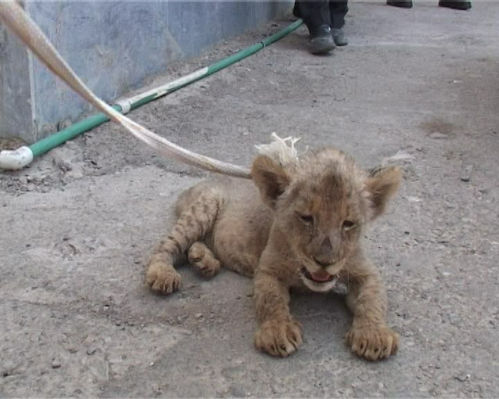 قاچاقچی شیر درتور  نیروها سپاه سراوان