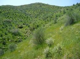 تولید سالانه بیش از 18 هزار تن علوفه خشک در مراتع بویراحمد