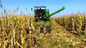 جمع اوری بیش از 53 هزار تن ذرت از کشاورزان خوزستانی