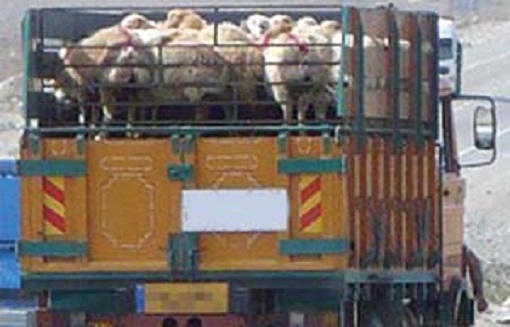 کشف ۵۰۰ راس دام قاچاق در داراب