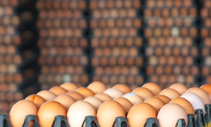 واردات 20 هزار تن تخم مرغ براي تنظيم بازار