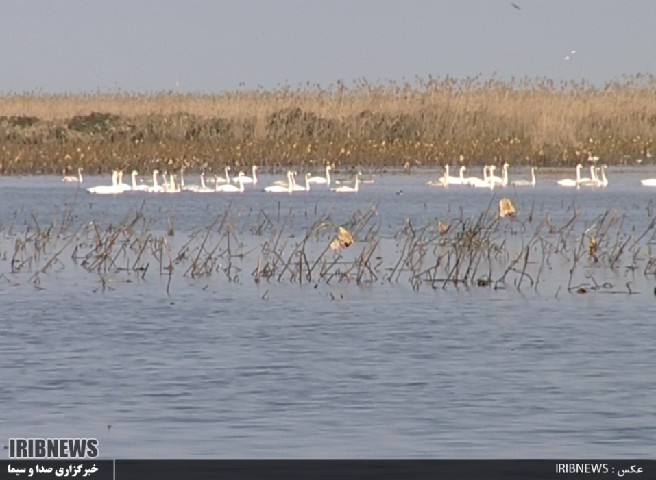 سوغاتی های پرندگان مهاجر، برای گیلان سوغاتی های پرندگان مهاجر، برای گیلان