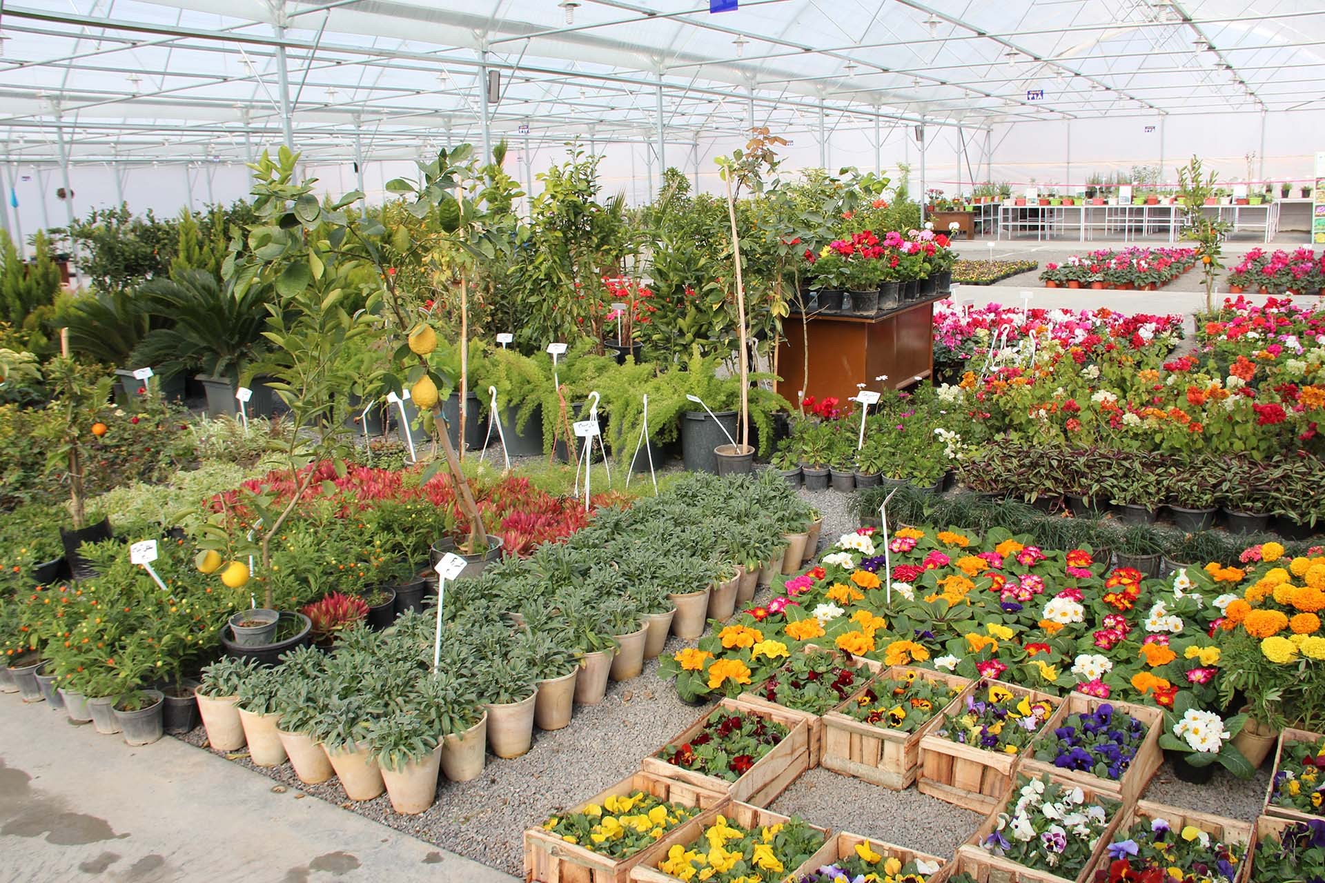 تولید 120 هزار اصله درخت زینتی در خراسان جنوبی