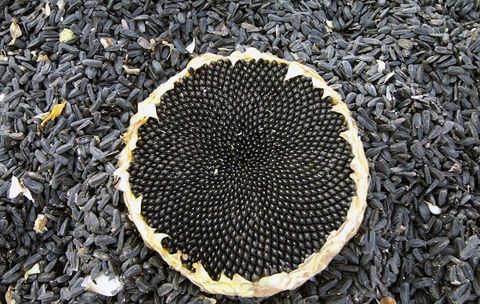 کشف یک محموله قاچاق تخمه آفتابگردان در گمرک