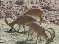 سرشماری بیش از 4 هزار راس پستاندار در خراسان جنوبی