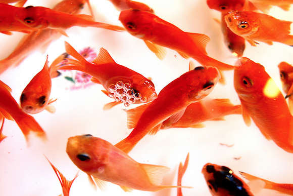 مردم از دست زدن به ماهی‌های زینتی خودداری کنند