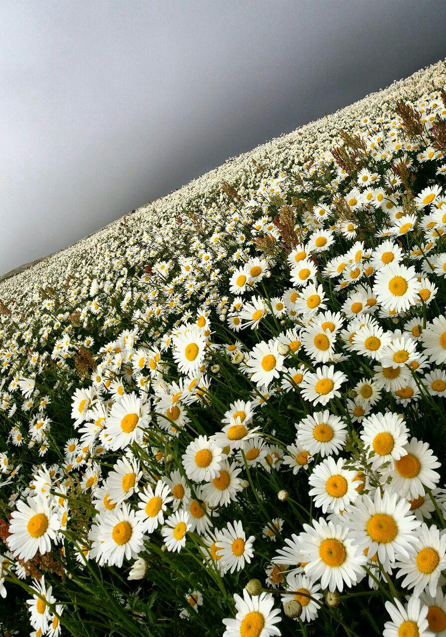 گلهای بابونه