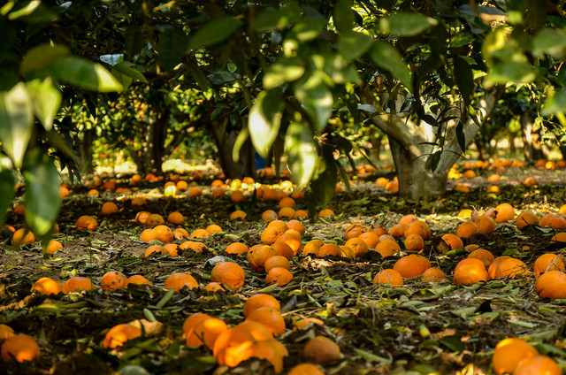 مبارزه بیولوژیک در  باغهای مرکبات جنوب استان کرمان