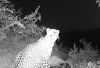 مشاهده یک قلاده پلنگ در الموت غربی مشاهده یک قلاده پلنگ در الموت غربی