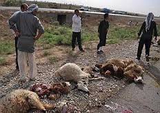 حمله  به دامها در راور