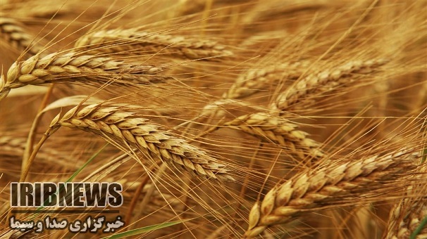 آغازخرید گندم تولیدی ازگندمکاران زنجانی آغازخرید گندم تولیدی ازگندمکاران زنجانی