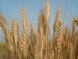 برداشت محصول تریتیکاله در نجف آباد برداشت محصول تریتیکاله در نجف آباد