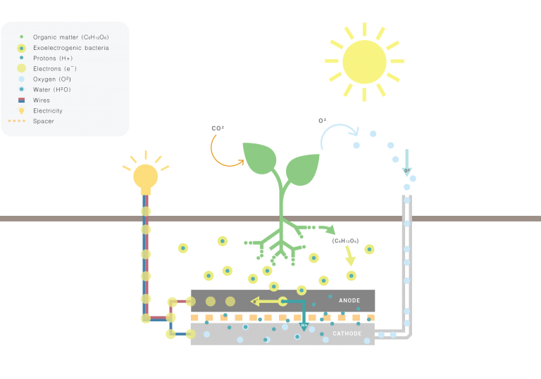 تجربه روشنایی ارگانیک با استفاده از لامپ طبیعی