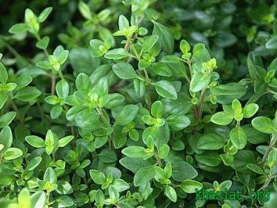 با شفادهنده‌های طبیعی آشنا شوید