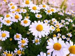 با شفادهنده‌های طبیعی آشنا شوید