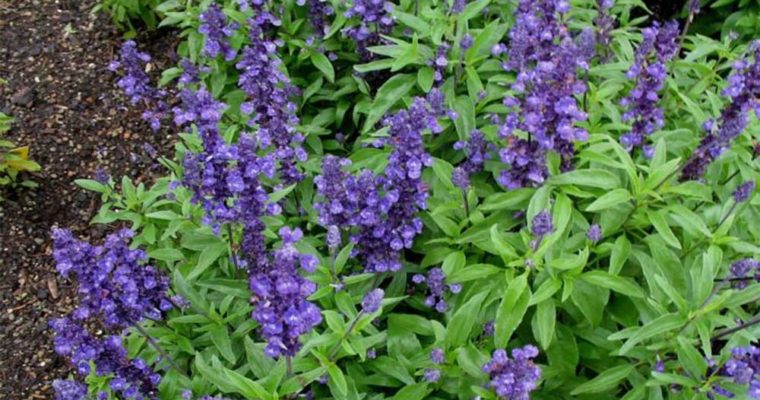 با شفادهنده‌های طبیعی آشنا شوید