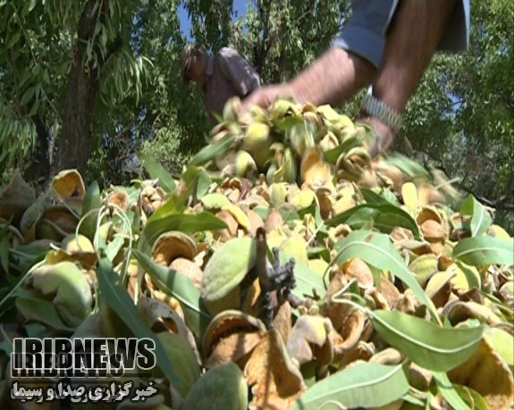 گزارش مکتوب... تلخکامی تولید کنندگان بادام شیرین