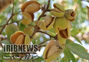 گزارش مکتوب... تلخکامی تولید کنندگان بادام شیرین