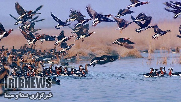 ممنوعیت شکار پرندگان به دلیل آنفولانزا ، زنجان ممنوعیت شکار پرندگان به دلیل آنفولانزا ، زنجان