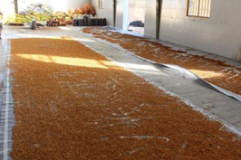 مهر و موم واحد بدون مجوز تولید چای به در نجف آباد