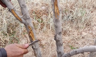 سرمایی که هنوز تن کشاورزان را می لرزاند