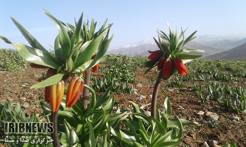 لزوم واگذاری مدیریت دشت لاله های واژگون به مردم محلی