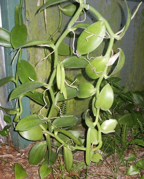 وانیل و خواص فوق&zwnj;العاده&zwnj;ی آن