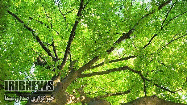 افزایش دما در زنجان