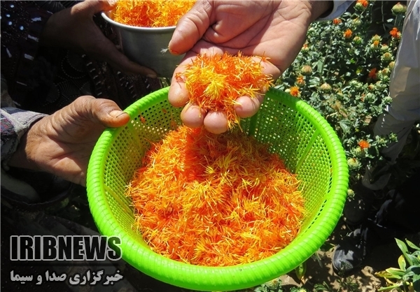 سفره ای  پربرکت از گل های زرد ونارنجی