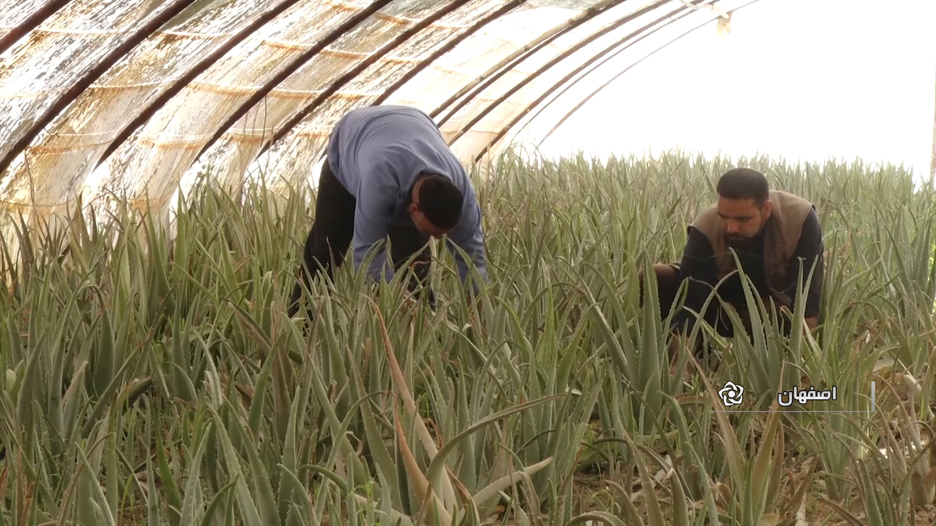 از چریا تا چین؛ در آمدزایی در کویر خشک