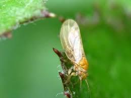 افزایش33 درصدی مبارزه بیولوژیکی با آفات در تایباد