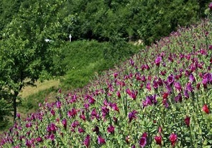 پیش بینی تولید ۴۵ تن گیاه دارویی در قزوین پیش بینی تولید ۴۵ تن گیاه دارویی در قزوین