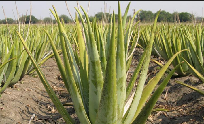 آغاز برداشت محصول آلوئه‌ ورا از مزارع شوش