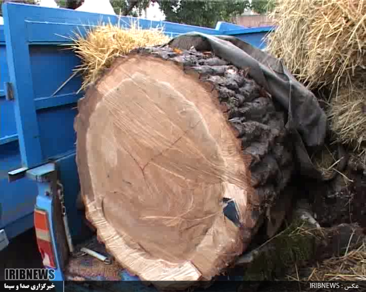 کشف 13 تن چوب آلات قاچاق جنگلی در استان اردبیل