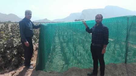 ایجاد مزرعه پرورش آلوئه ورا در استهبان