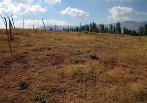 احیای زمین های بایر در بابل