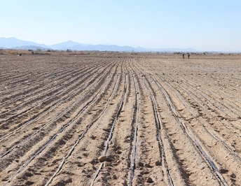 کشت چغندرقند اولین بار در جنوب کرمان کشت چغندرقند اولین بار در جنوب کرمان