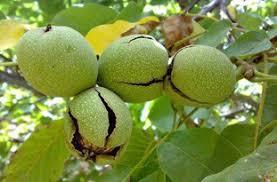 برداشت 75 تن گردو در جغتای