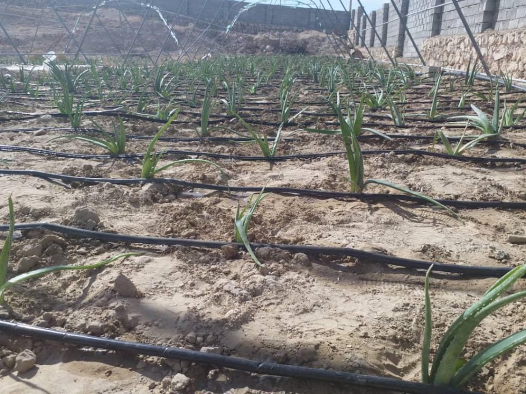 آلوئه ورا شروعی تازه در راستای حفظ منابع آبی لارستان