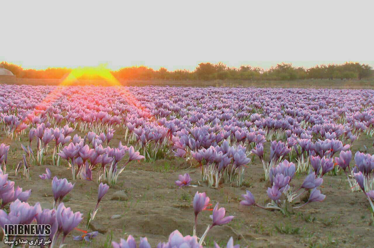 5 میلیارد تومان برای توسعه زعفران خراسان جنوبی