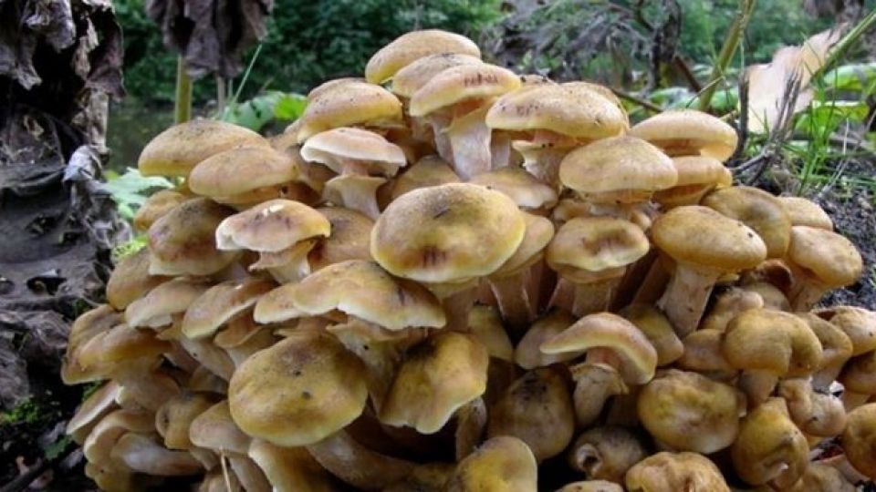 هشدار در مورد استفاده از قارچهای خودرودر طبیعت هشدار در مورد استفاده از قارچهای خودرودر طبیعت