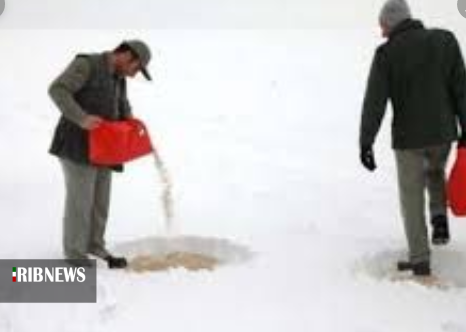 عملیات دانه پاشی برای پرندگان در زیستگاه&zwnj;های استان ایلام