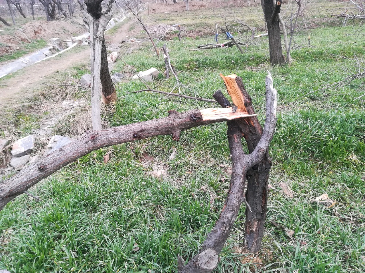 قطع  130 اصله نهال آلو در روستای خرم بیک بخش زبرخان نیشابور