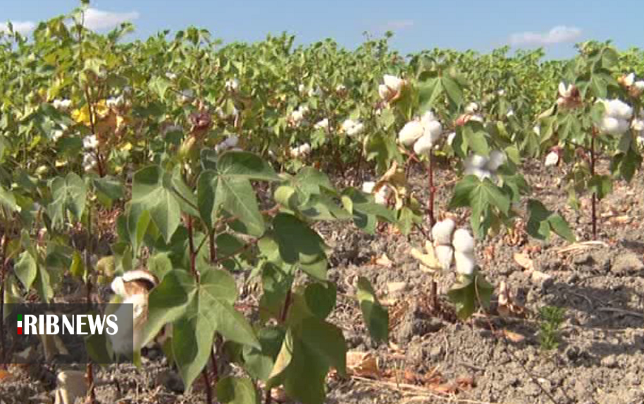 بازگشت به اوج